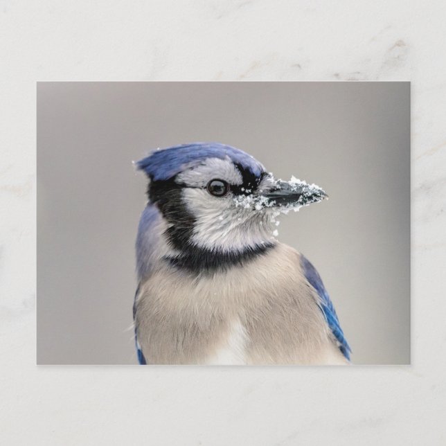 Carte Postale Jay bleu avec neige sur son bec (Devant)