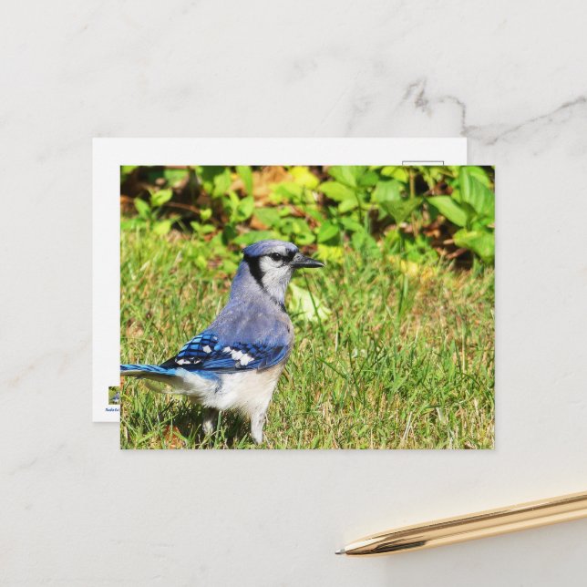 Carte Postale Jay bleu du nord (Devant/Arrière en situation)