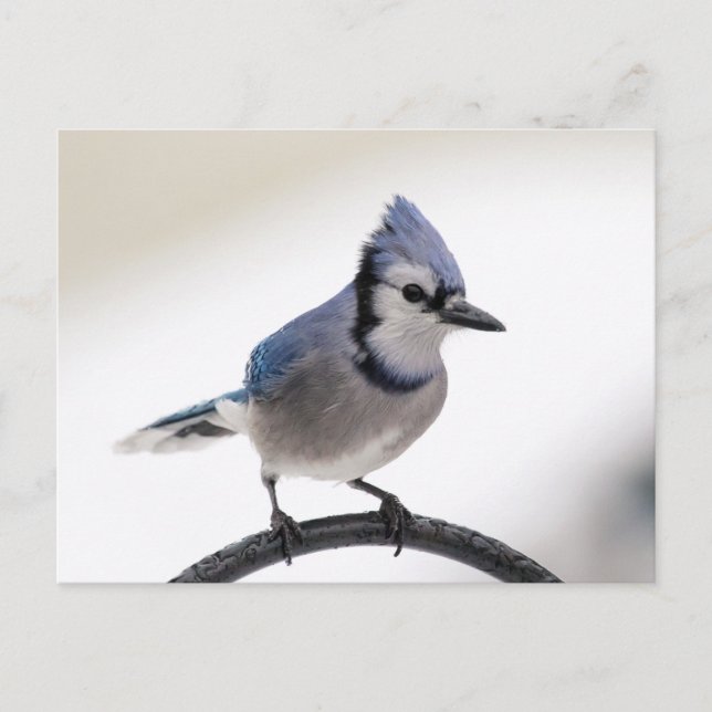 Carte Postale Jay bleu en hiver (Devant)