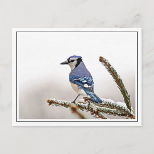 Carte Postale Jay bleu en hiver