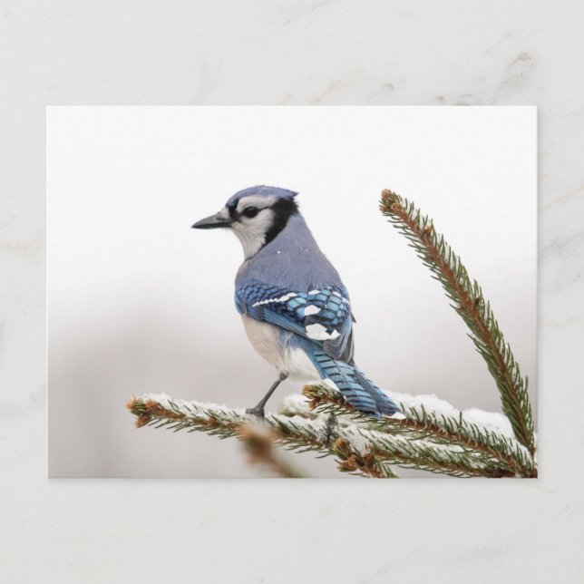 Carte Postale Jay bleu en hiver (Devant)