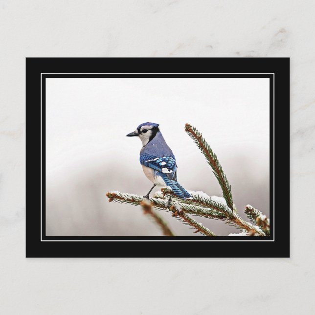 Carte Postale Jay bleu en hiver (Devant)