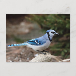 Carte Postale Jay bleu en hiver