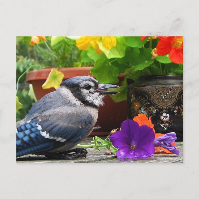 Carte Postale Jay bleu et fleurs (Devant)
