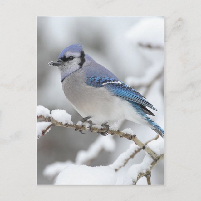 Carte Postale Jay bleu hiver (Devant)