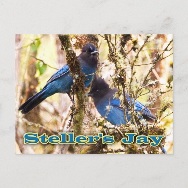 Carte Postale Jay de Steller (Devant)