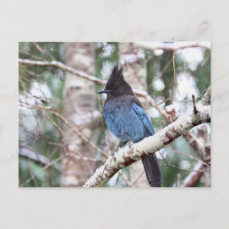 Carte Postale Jay de Steller
