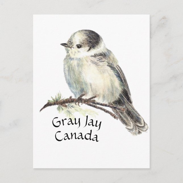 Carte Postale Jay gris gris d'oiseaux du Canada, Jack Whiskey (Devant)