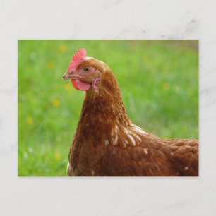 Carte Postale Jay Hen Rhode Island Poulet rouge