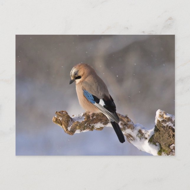 Carte Postale Jay oiseau assis sur une branche (Devant)