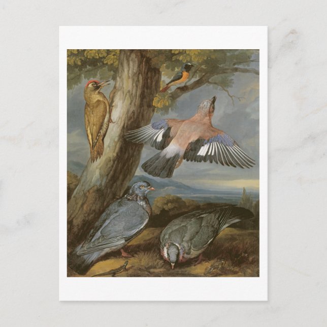 Carte Postale Jay, Pic vert, Pigeons et Redstart, c.165 (Devant)