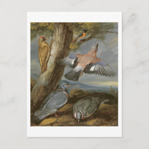 Carte Postale Jay, Pic vert, Pigeons et Redstart, c.165