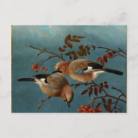 Jays - Deux oiseaux dans un arbre
