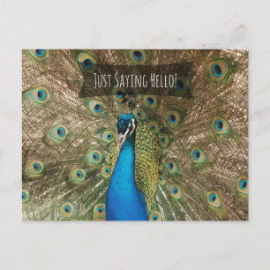 Carte Postale Je Dis Bonjour Bold Peacock Photo Friendly Note