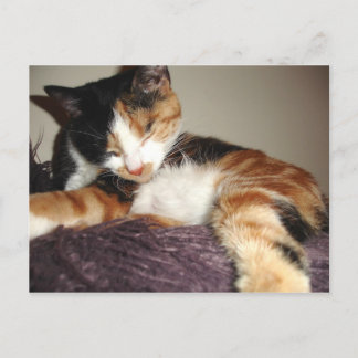 Carte Postale Je ne fais que fermer les yeux !