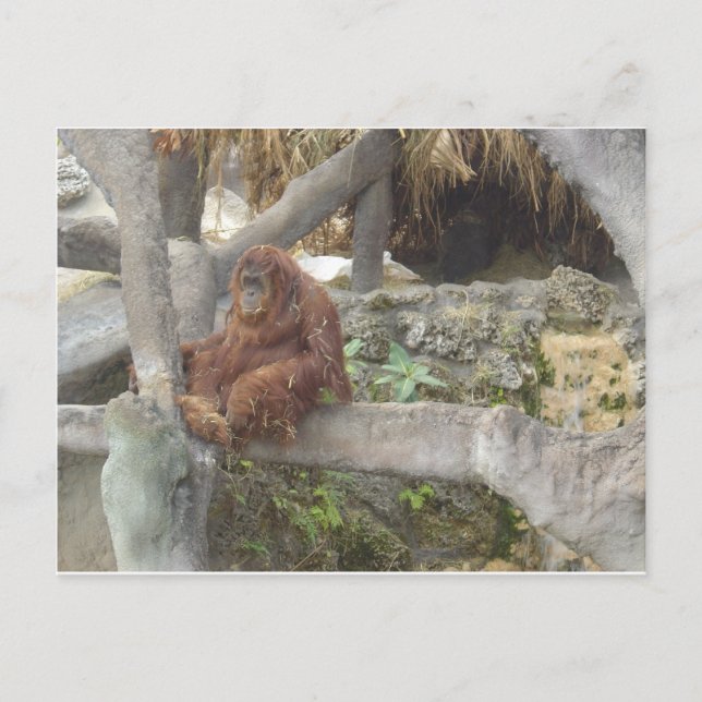 Carte Postale Je ne fais que rester (Devant)