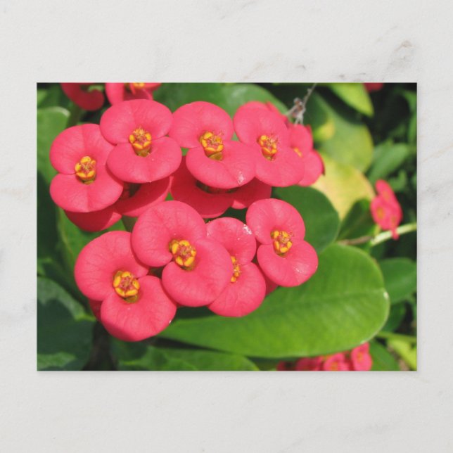 Carte Postale Je ne sais pas quelle fleur c'est (Devant)