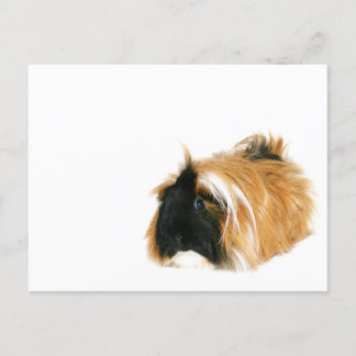 Carte Postale Je ne suis pas un tribble