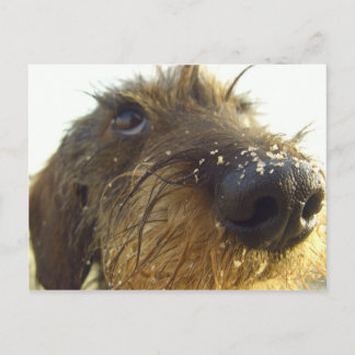 Carte Postale Je pense à ça... mignon Dachshund