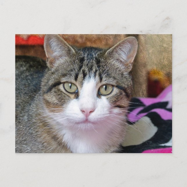 Carte Postale Je pense au chat (Devant)