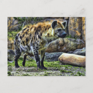 Carte Postale Je rigole hyena_ver. 3.0 [Carte postale]