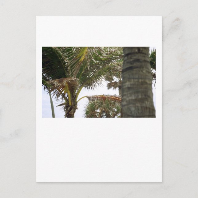 Carte Postale Je suis à Island Time ! (Devant)