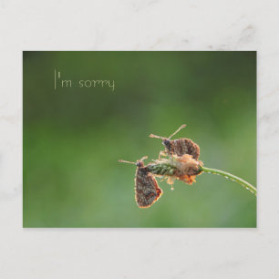 Carte Postale Je suis désolé