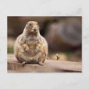 Carte Postale Je suis donc un peu court pour mon poids