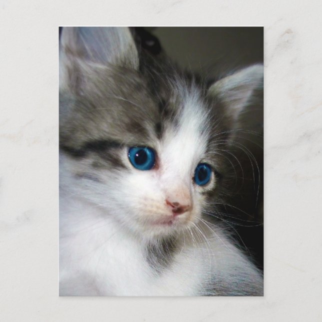 CARTE POSTALE JE SUIS MORT DE LA TÊTE À L'OEIL (Devant)