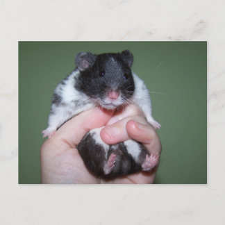 Carte Postale Je suis si mignon Noah