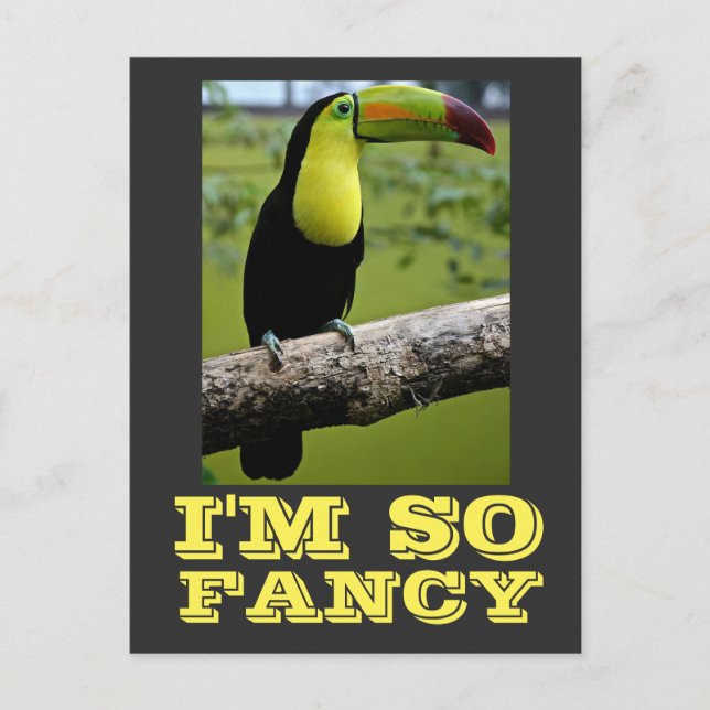 CARTE POSTALE JE SUIS TELLEMENT FANCY TOUCAN POSTCARDS (Devant)
