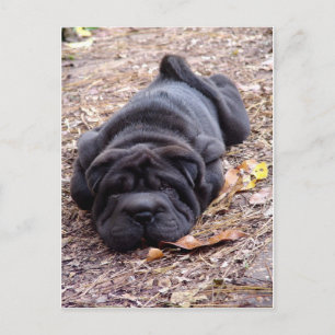 Carte Postale Je suis tout joué !