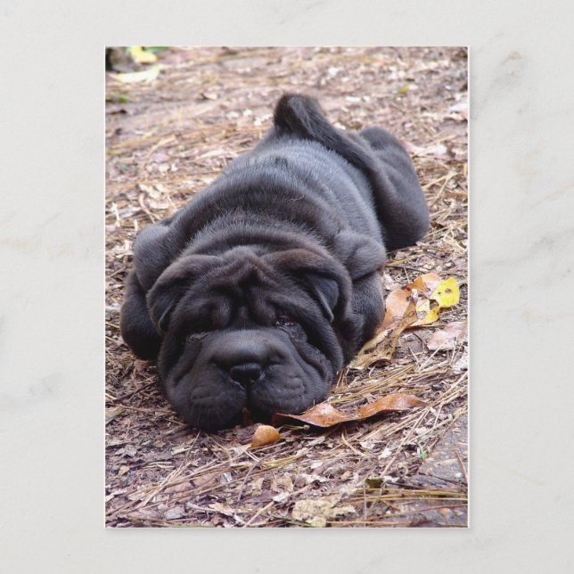 Carte Postale Je suis tout joué ! (Devant)