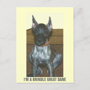 CARTE POSTALE JE SUIS UN GRAND DANE BRINDLE