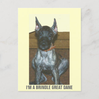 CARTE POSTALE JE SUIS UN GRAND DANE BRINDLE