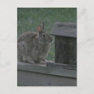 Carte Postale Je suis une Birdie