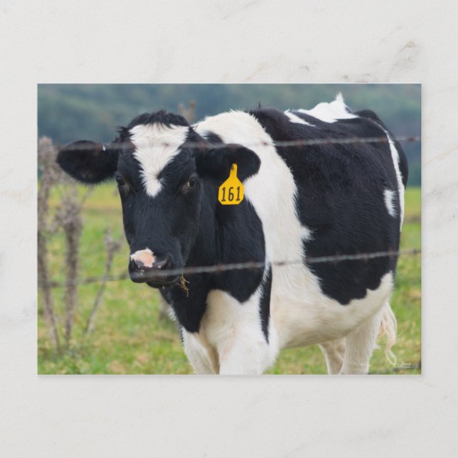 Carte Postale Je te vois (Devant)