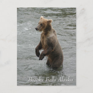 Carte Postale Je te vois louche, Brooks Falls Alaska