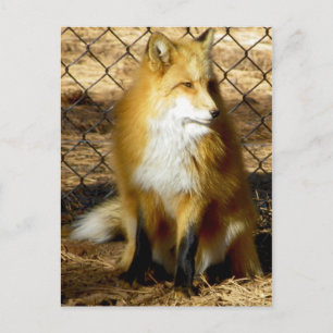 Carte Postale "Je viens avec Elizabeth !" ...non, pas que Redd F