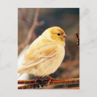 Carte Postale Je vois le printemps