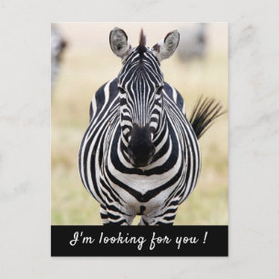 Carte Postale Je vous recherche photo Zebra avec un texte