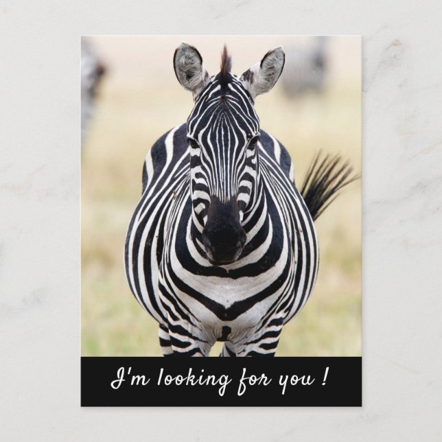 Carte Postale Je vous recherche photo Zebra avec un texte (Devant)