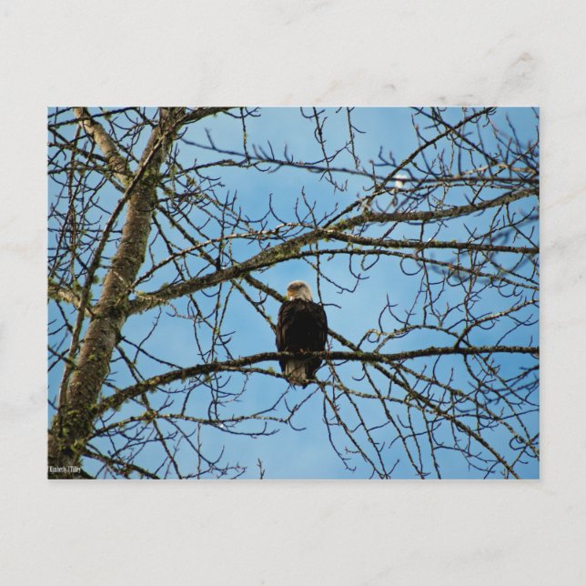 Carte Postale Je vous regarde (Devant)
