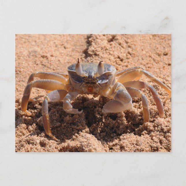 Carte Postale Je vous vois - crabe à la plage près (Devant)