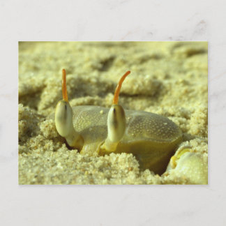 Carte Postale Je vous vois - crabe à la plage près