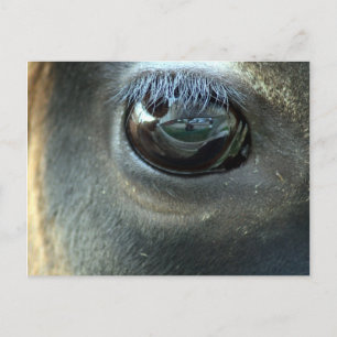 Carte Postale Je vous vois, Jersey Cow eye