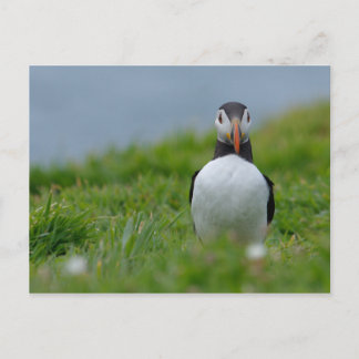 Carte Postale Je Vous Vois Puffin