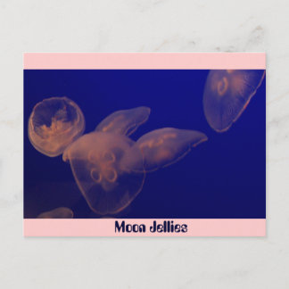 Carte Postale Jellfish de lune, gelée de lune