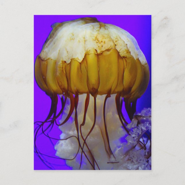 Carte Postale Jellies de mer (Devant)