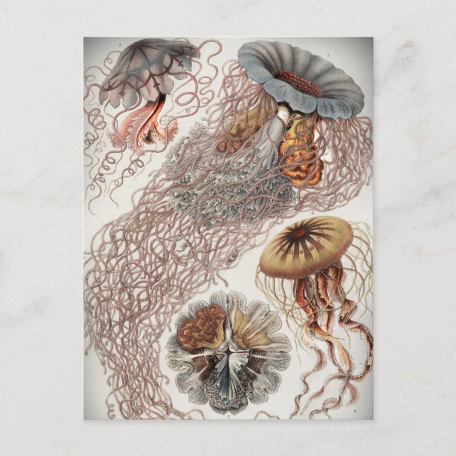 Carte Postale Jellies (méduses) aux couleurs pastel (Devant)